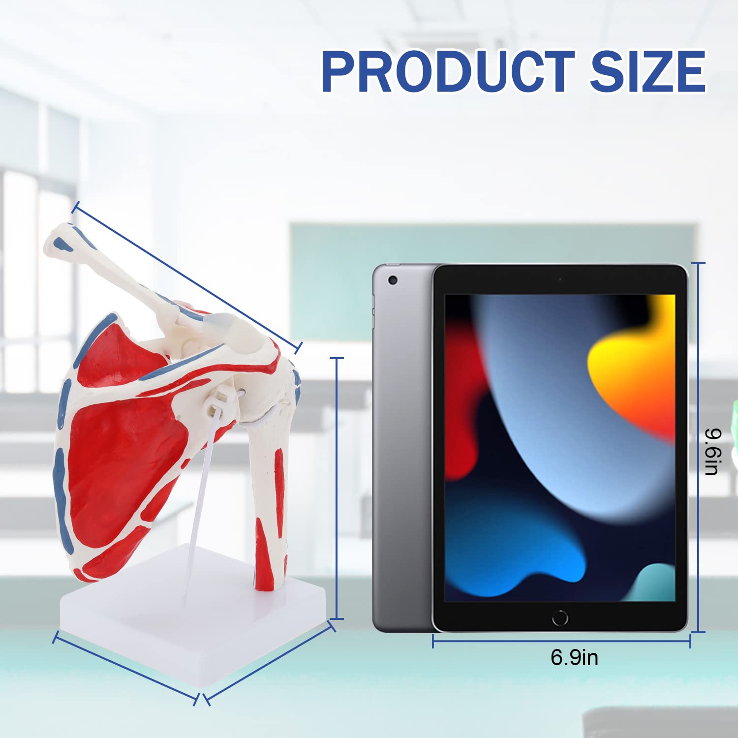 Evotech Scientific Shoulder Joint Anatomy Model with Rotator Cuff and Painted Origin and Insertion