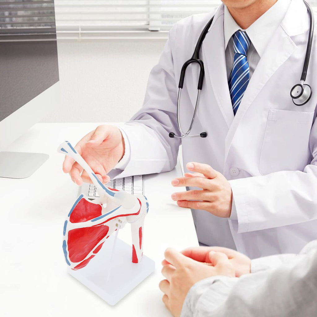 Evotech Scientific Shoulder Joint Anatomy Model with Rotator Cuff and Painted Origin and Insertion