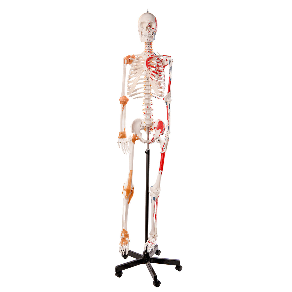 Evotech Scientific Flexible Painted and Numbered Life-Size Skeleton Anatomical Model with Flexible Spine, Muscle Insertion and Origin Points