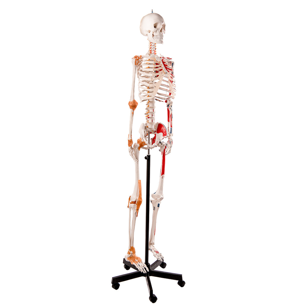 Evotech Scientific Flexible Painted and Numbered Life-Size Skeleton Anatomical Model with Flexible Spine, Muscle Insertion and Origin Points