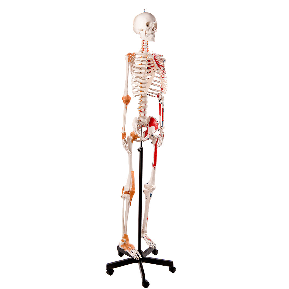 Evotech Scientific Flexible Painted and Numbered Life-Size Skeleton Anatomical Model with Flexible Spine, Muscle Insertion and Origin Points