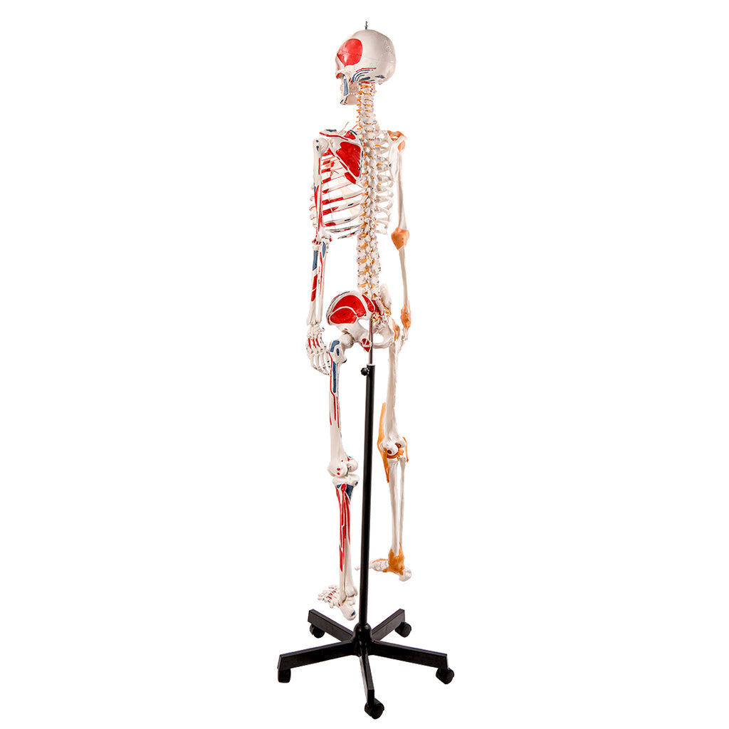 Evotech Scientific Flexible Painted and Numbered Life-Size Skeleton Anatomical Model with Flexible Spine, Muscle Insertion and Origin Points