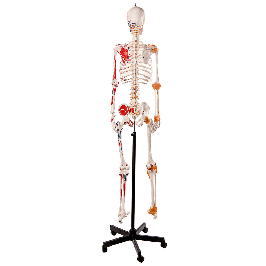 Evotech Scientific Flexible Painted and Numbered Life-Size Skeleton Anatomical Model with Flexible Spine, Muscle Insertion and Origin Points