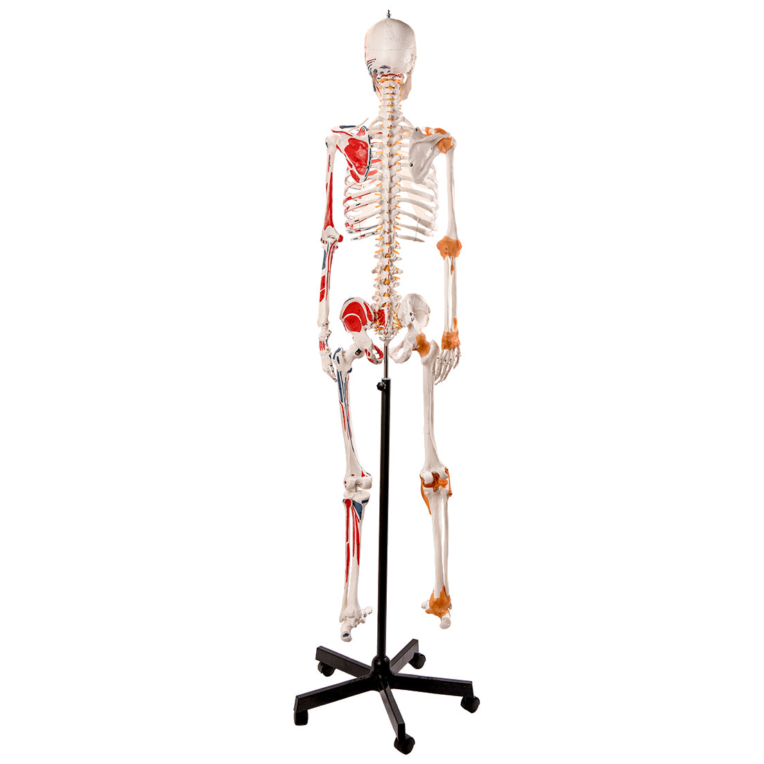 Evotech Scientific Flexible Painted and Numbered Life-Size Skeleton Anatomical Model with Flexible Spine, Muscle Insertion and Origin Points