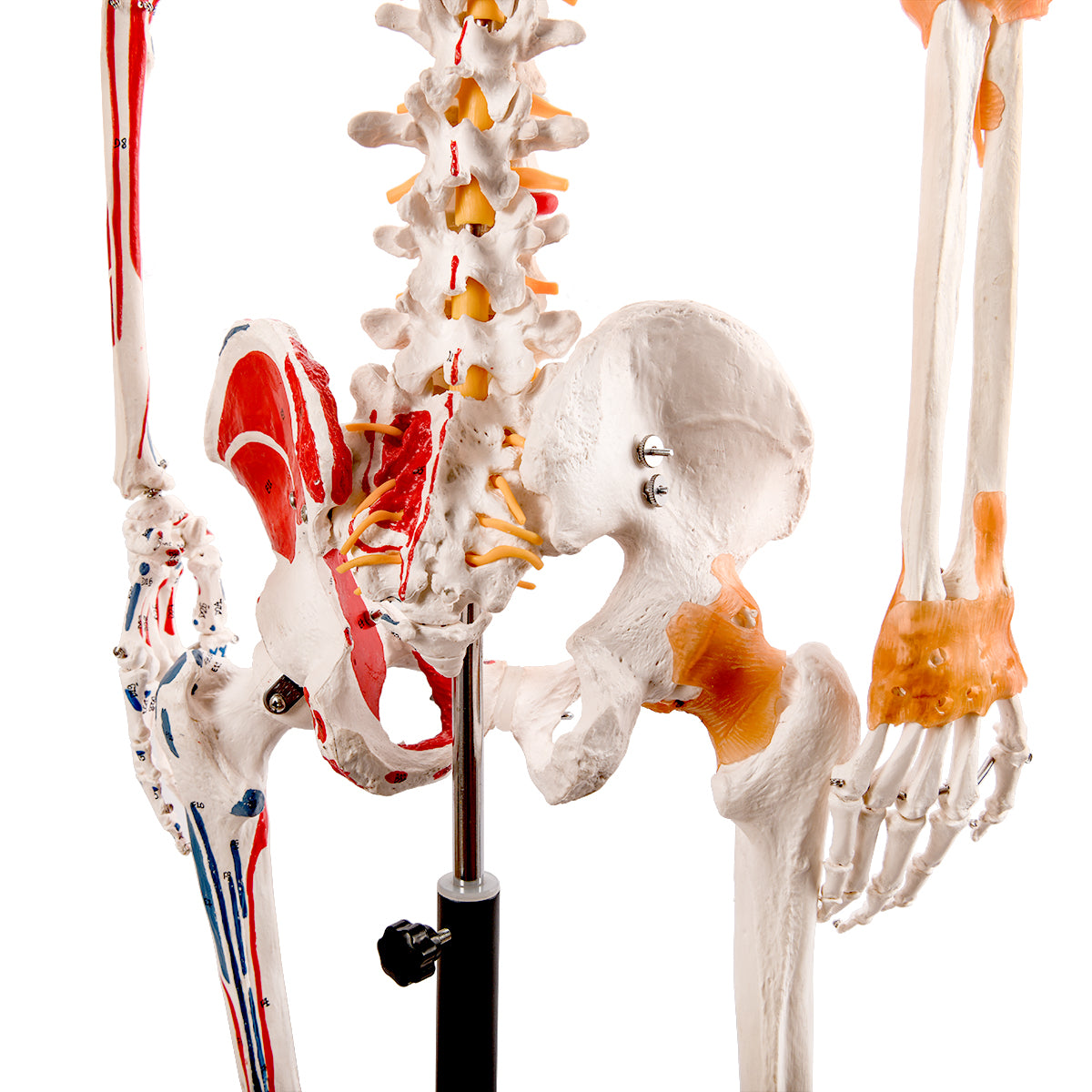 Evotech Scientific Flexible Painted and Numbered Life-Size Skeleton Anatomical Model with Flexible Spine, Muscle Insertion and Origin Points