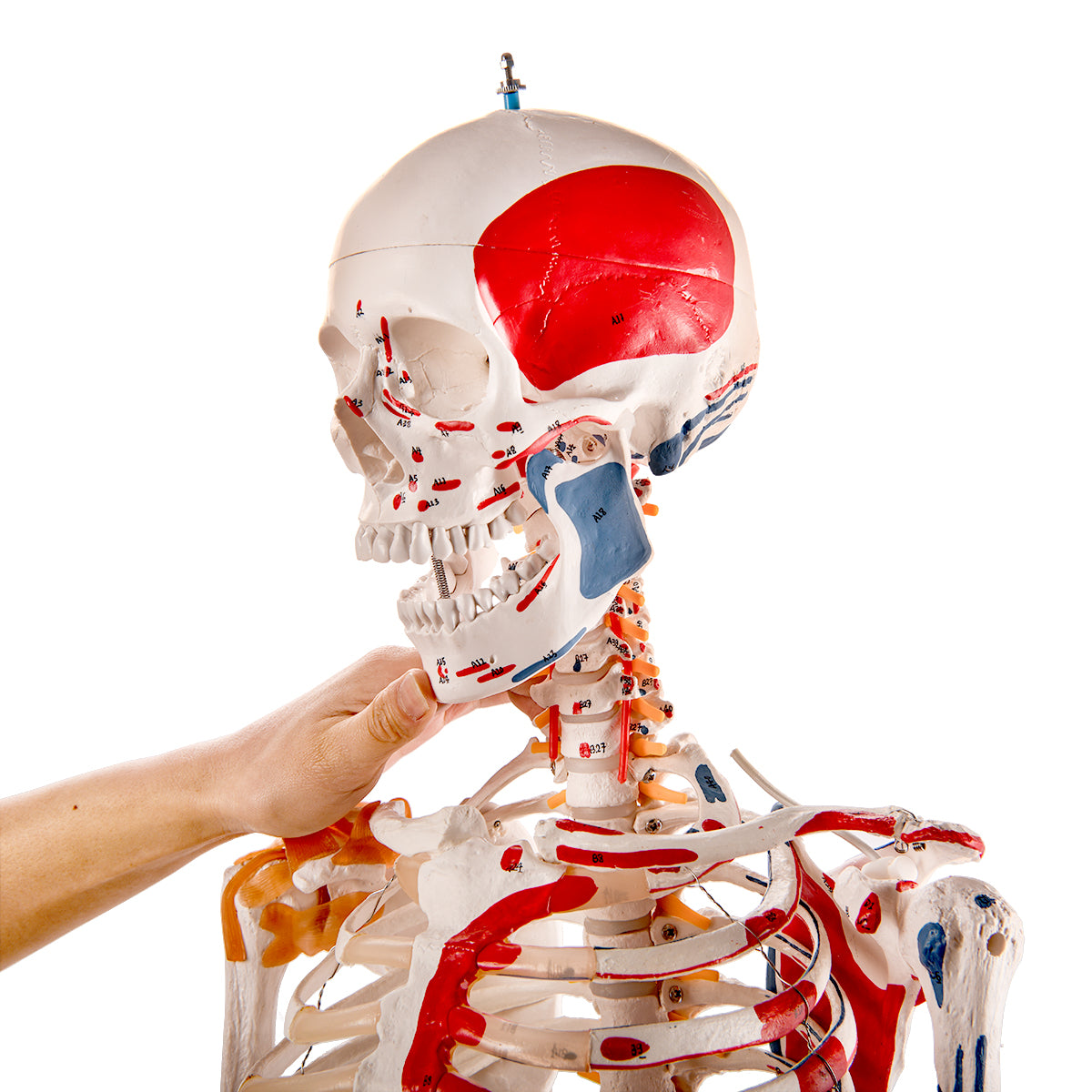 Evotech Scientific Flexible Painted and Numbered Life-Size Skeleton Anatomical Model with Flexible Spine, Muscle Insertion and Origin Points