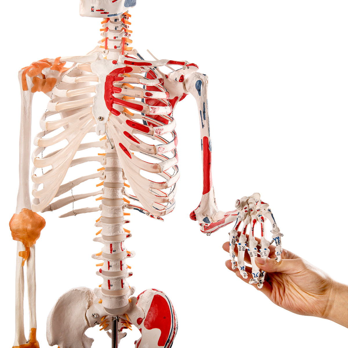 Evotech Scientific Flexible Painted and Numbered Life-Size Skeleton Anatomical Model with Flexible Spine, Muscle Insertion and Origin Points