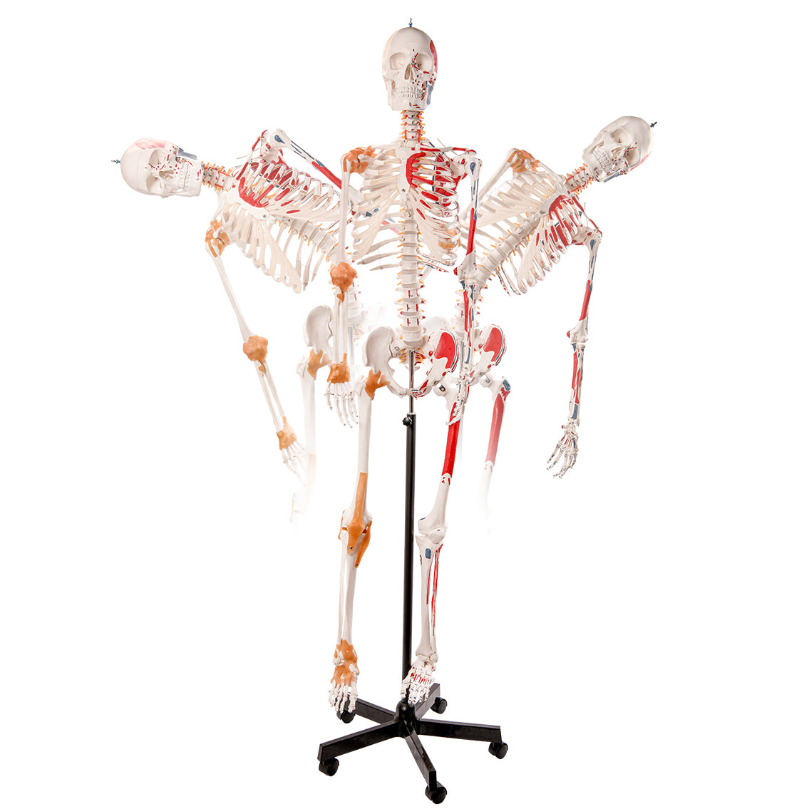 Evotech Scientific Flexible Painted and Numbered Life-Size Skeleton Anatomical Model with Flexible Spine, Muscle Insertion and Origin Points