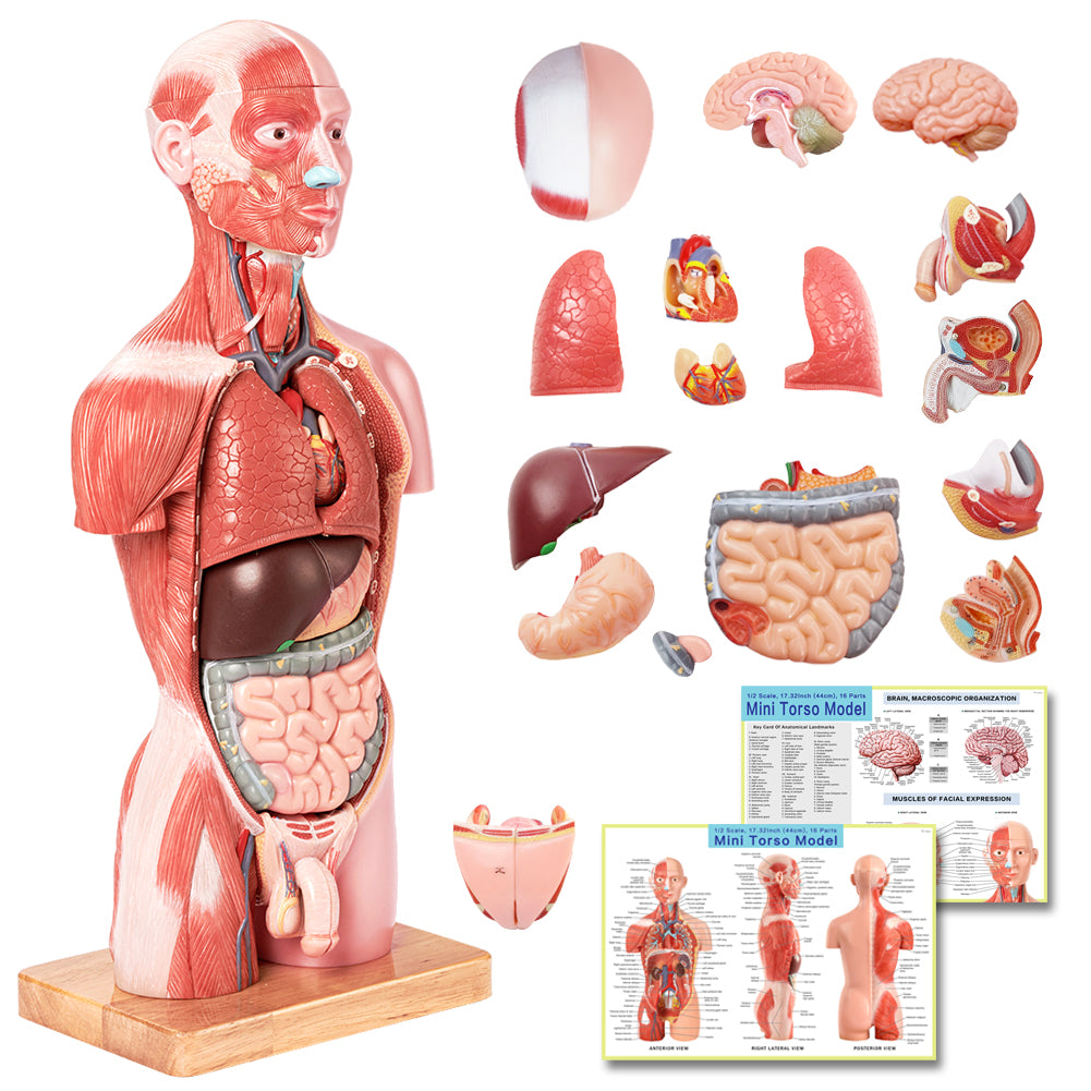 Half Size Muscular Human Torso Body Model for Kids , Dual-Sex, 50cm, 16 Parts