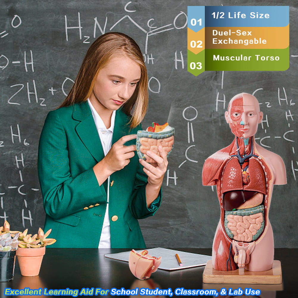 Half Size Muscular Human Torso Body Model for Kids , Dual-Sex, 50cm, 16 Parts