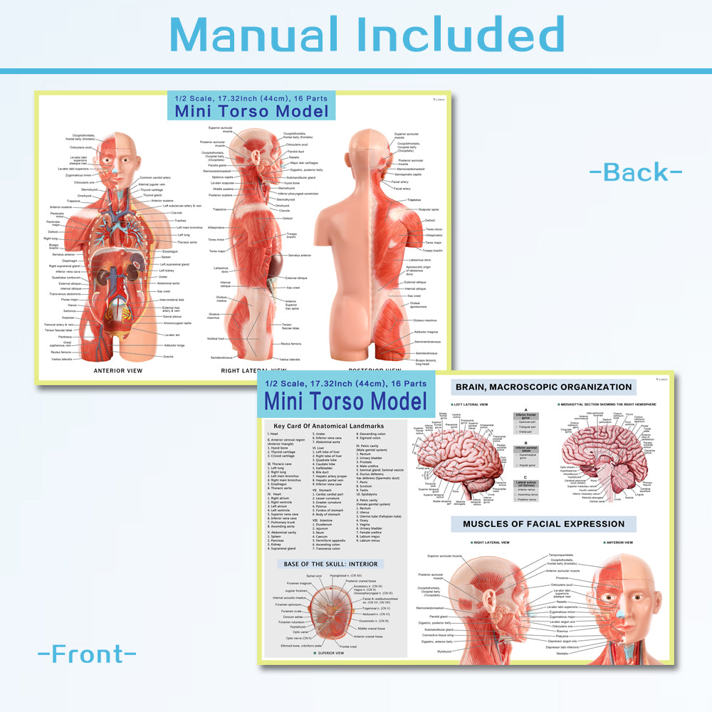 Half Size Muscular Human Torso Body Model for Kids , Dual-Sex, 50cm, 16 Parts