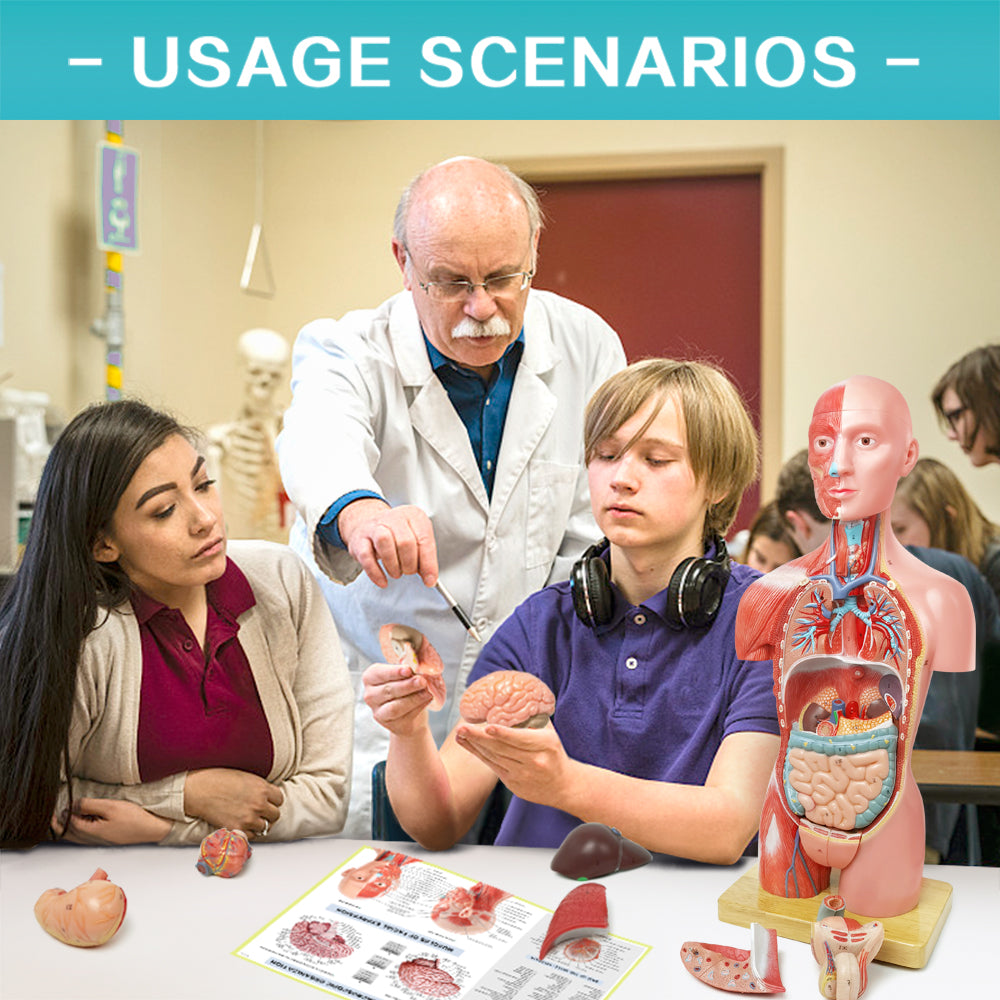 Half Size Muscular Human Torso Body Model for Kids , Dual-Sex, 50cm, 16 Parts