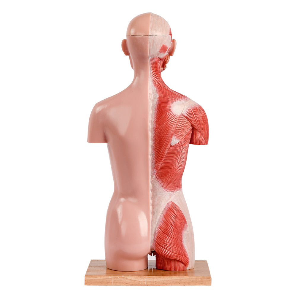Half Size Muscular Human Torso Body Model for Kids , Dual-Sex, 50cm, 16 Parts
