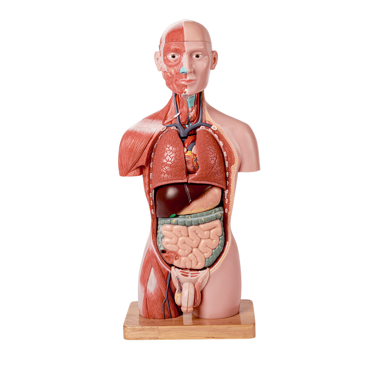 Half Size Muscular Human Torso Body Model for Kids , Dual-Sex, 50cm, 16 Parts