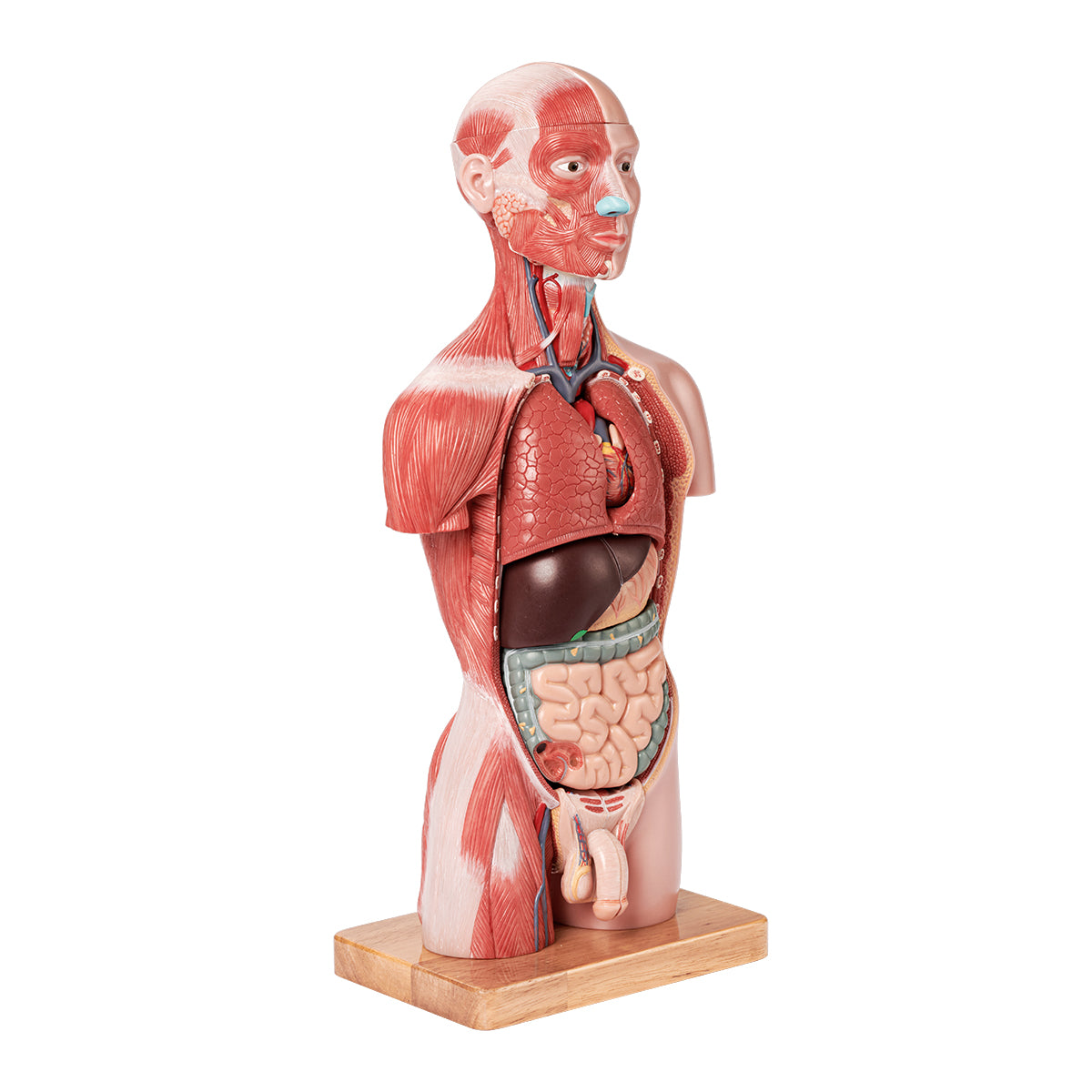 Half Size Muscular Human Torso Body Model for Kids , Dual-Sex, 50cm, 16 Parts