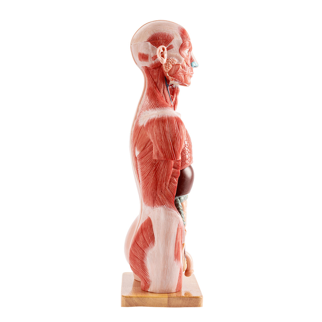 Half Size Muscular Human Torso Body Model for Kids , Dual-Sex, 50cm, 16 Parts