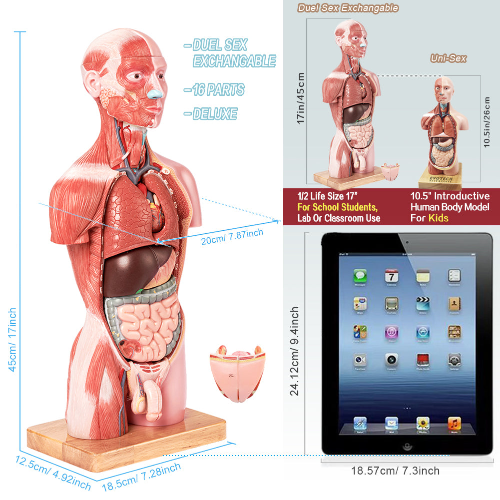 Half Size Muscular Human Torso Body Model for Kids , Dual-Sex, 50cm, 16 Parts