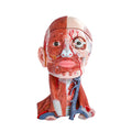 Evotech Scientific Head and Neck Musculature Including Brain and Vessels, 10 Parts, Life Size