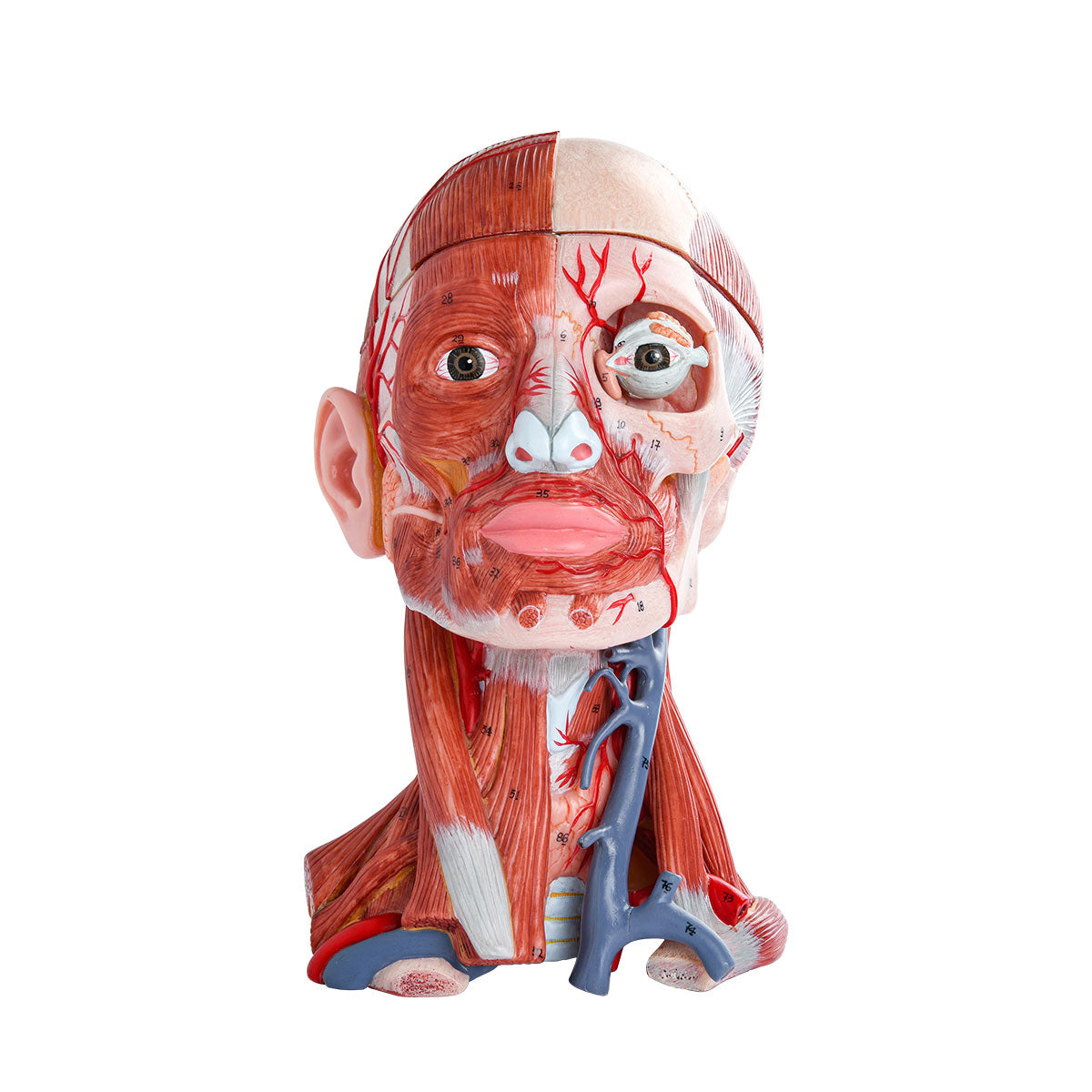 Evotech Scientific Head and Neck Musculature Including Brain and Vessels, 10 Parts, Life Size