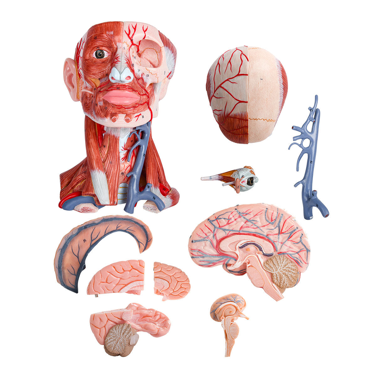 Evotech Scientific Head and Neck Musculature Including Brain and Vessels, 10 Parts, Life Size