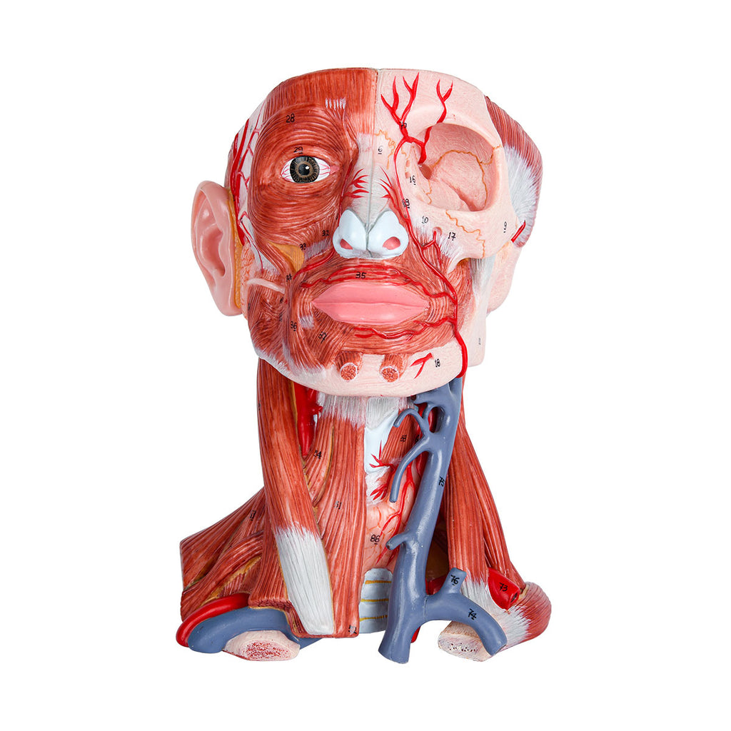 Evotech Scientific Head and Neck Musculature Including Brain and Vessels, 10 Parts, Life Size