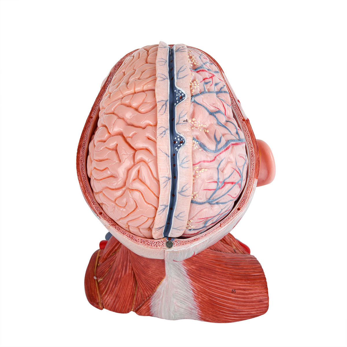 Evotech Scientific Head and Neck Musculature Including Brain and Vessels, 10 Parts, Life Size
