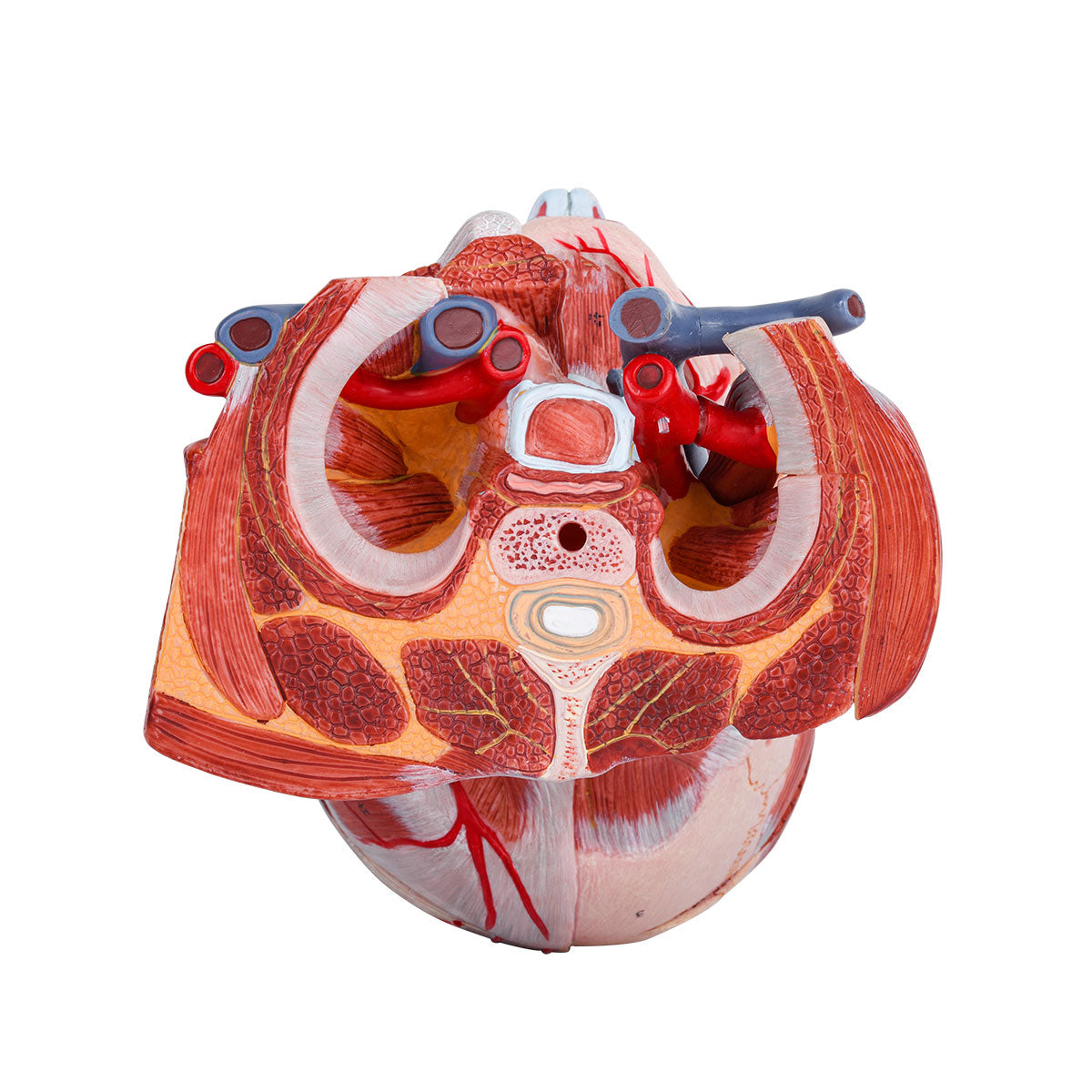 Evotech Scientific Head and Neck Musculature Including Brain and Vessels, 10 Parts, Life Size