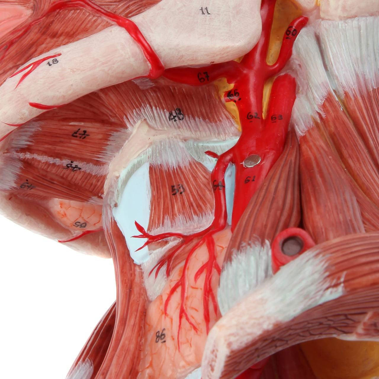 Evotech Scientific Head and Neck Musculature Including Brain and Vessels, 10 Parts, Life Size