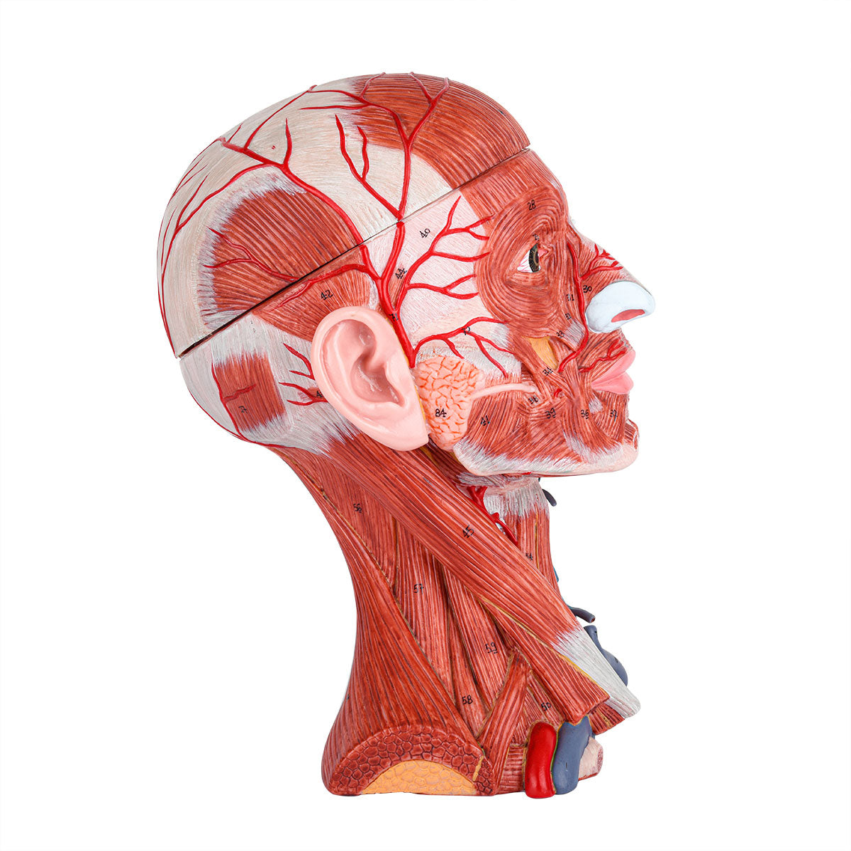 Evotech Scientific Head and Neck Musculature Including Brain and Vessels, 10 Parts, Life Size