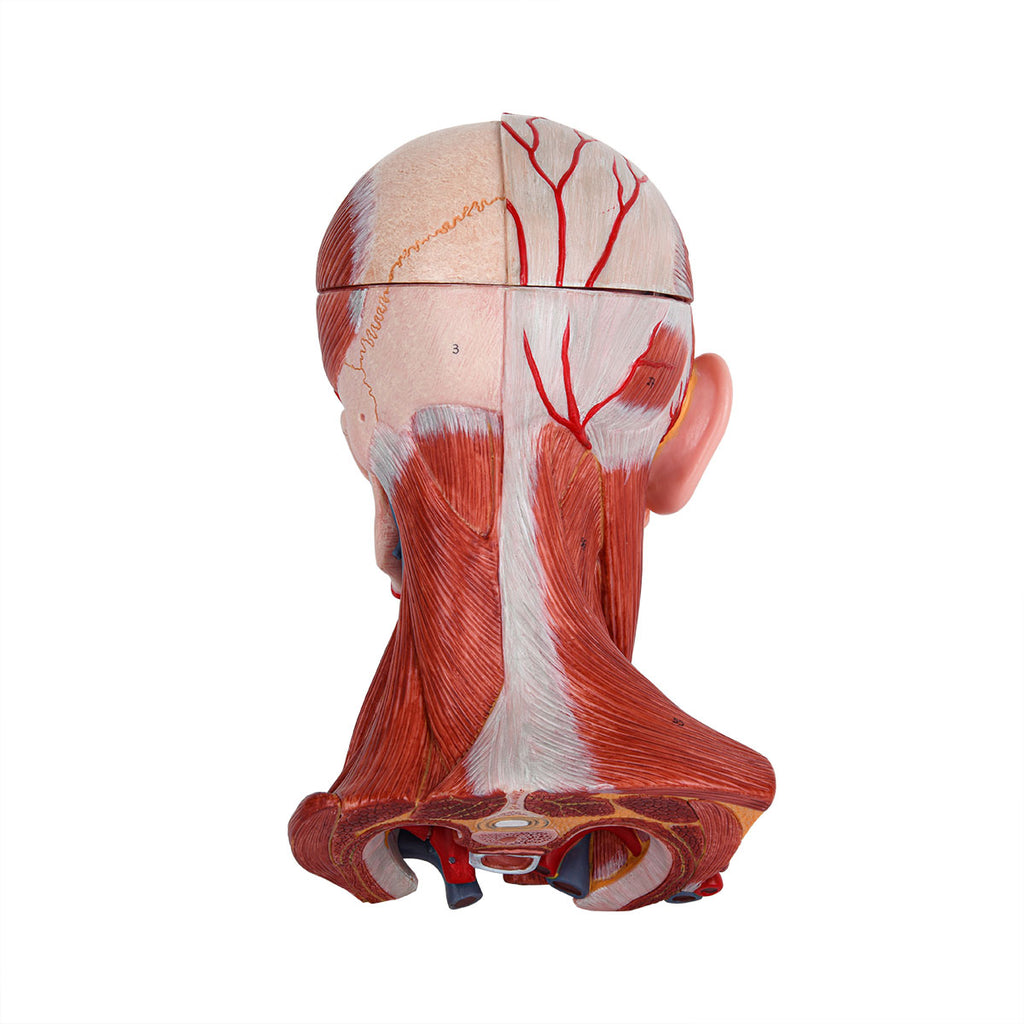 Evotech Scientific Head and Neck Musculature Including Brain and Vessels, 10 Parts, Life Size