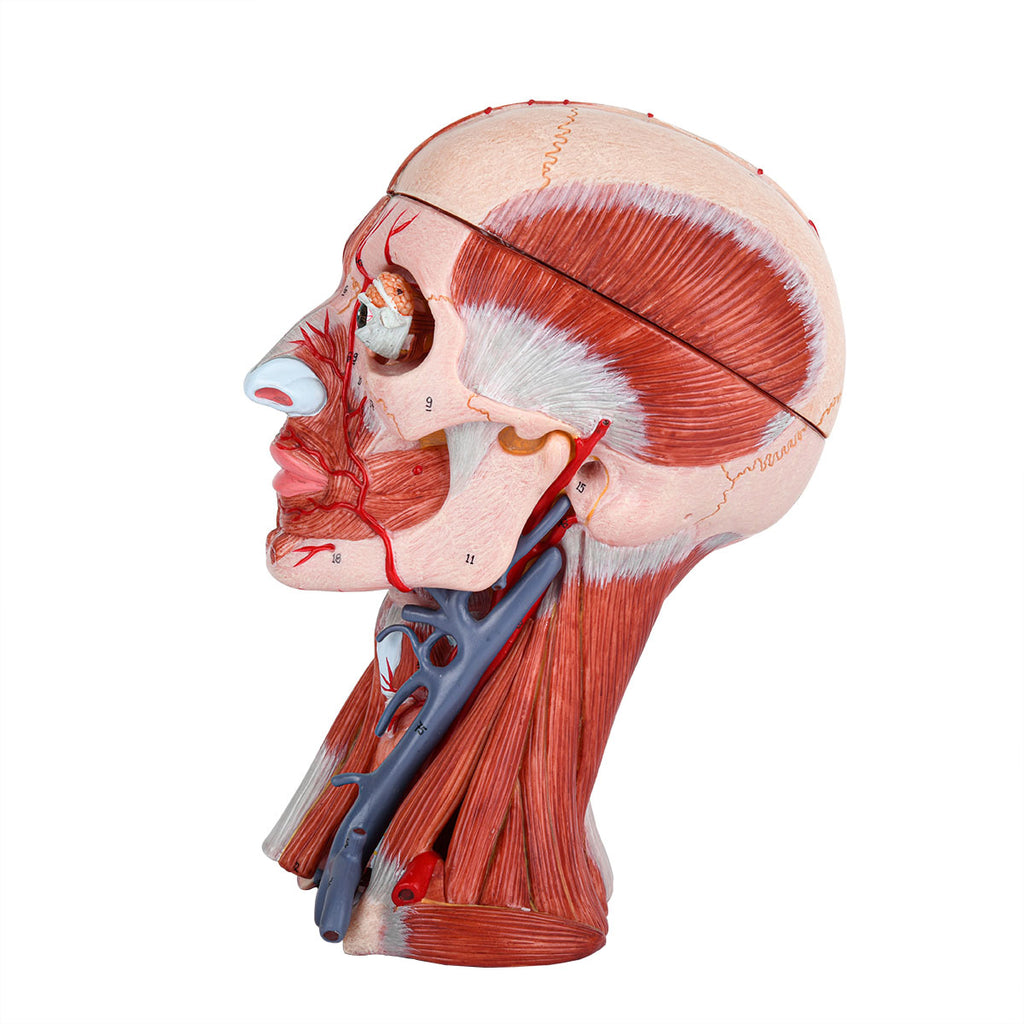 Evotech Scientific Head and Neck Musculature Including Brain and Vessels, 10 Parts, Life Size
