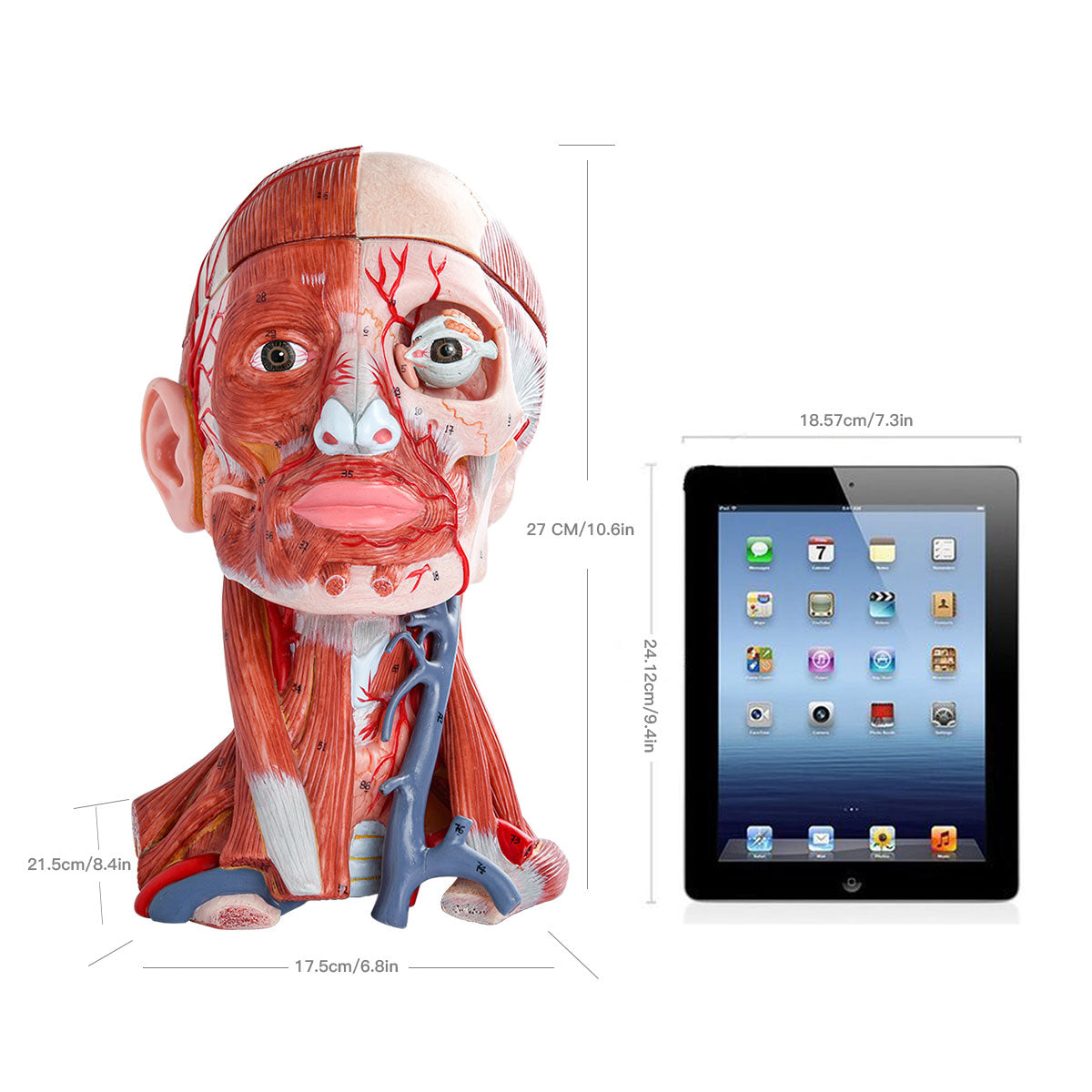 Evotech Scientific Head and Neck Musculature Including Brain and Vessels, 10 Parts, Life Size