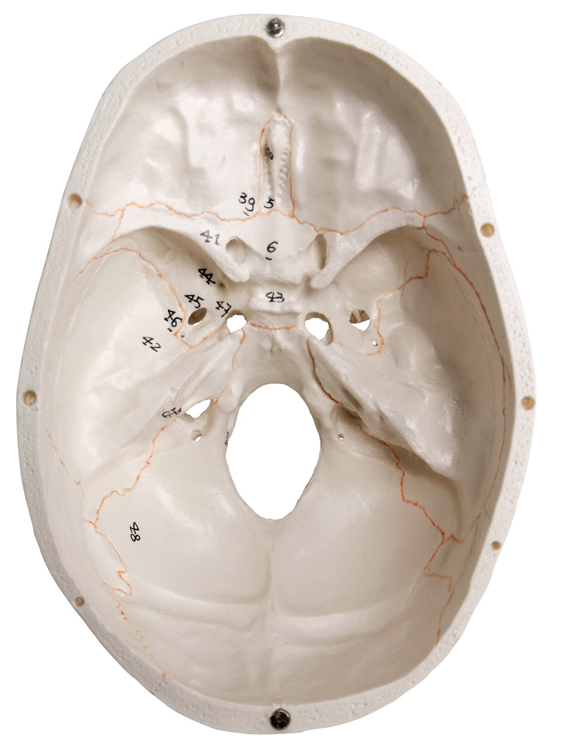 Numbered Classic Life-Size Human Skull Model with Skull Sutures Drawn in Color