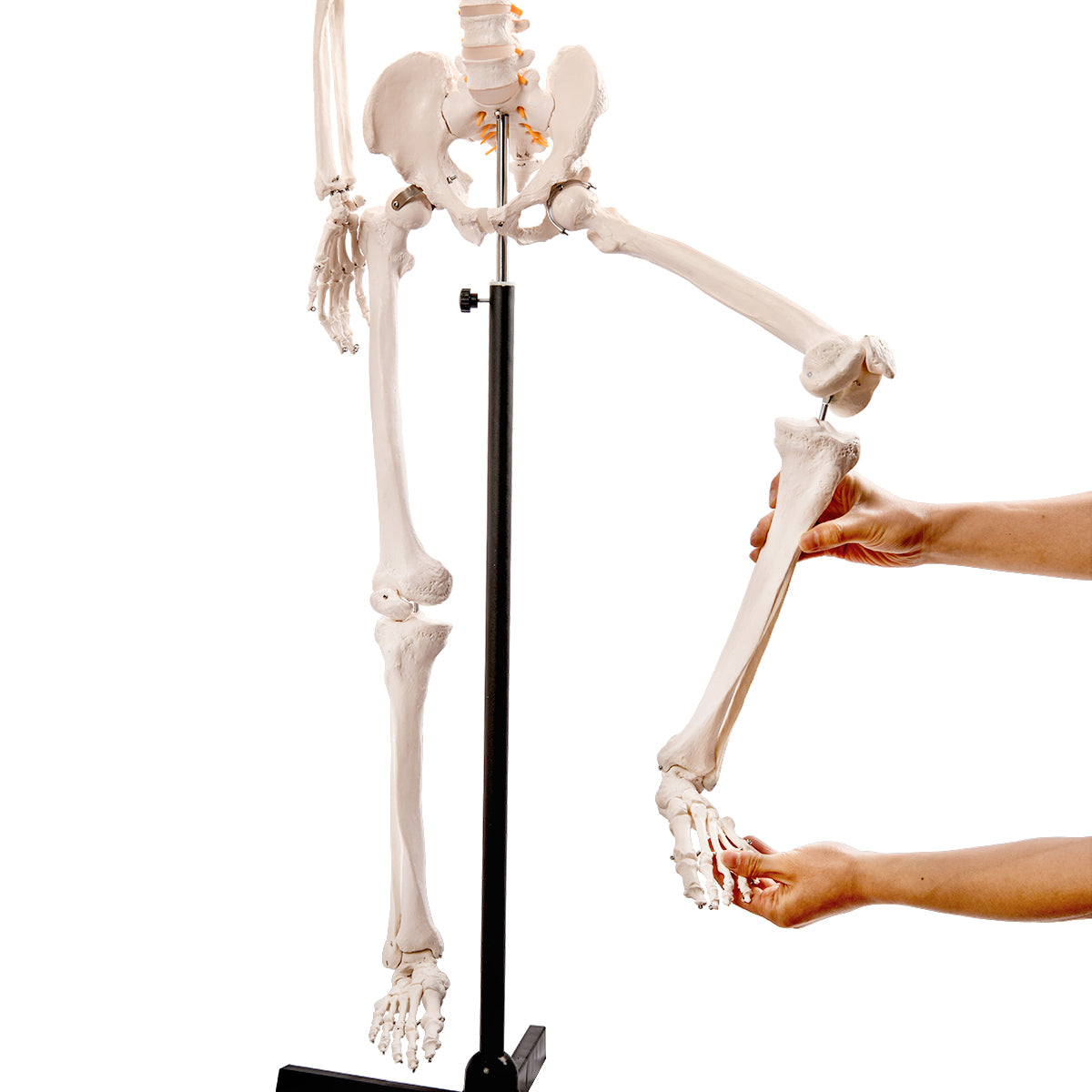 Medical Anatomical Human Skeleton Model with Nervous System 70.8 in Life Size with Rolling Stand