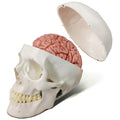 Evotech Scientific 3-Part Classic Human Skull Model with Removable 8-Part Brain