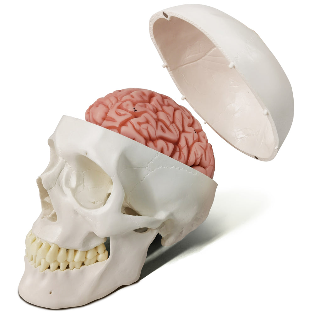 Evotech Scientific 3-Part Classic Human Skull Model with Removable 8-Part Brain