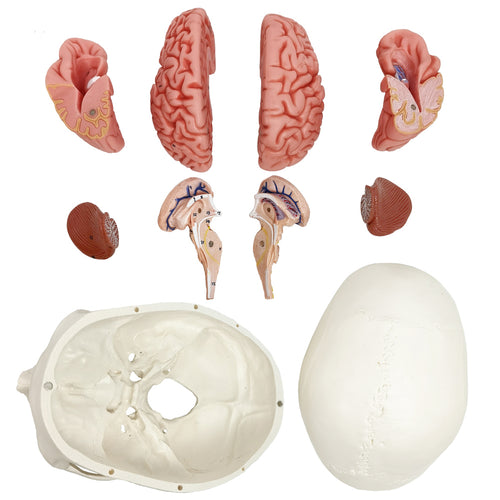Evotech Scientific 3-Part Classic Human Skull Model with Removable 8-Part Brain