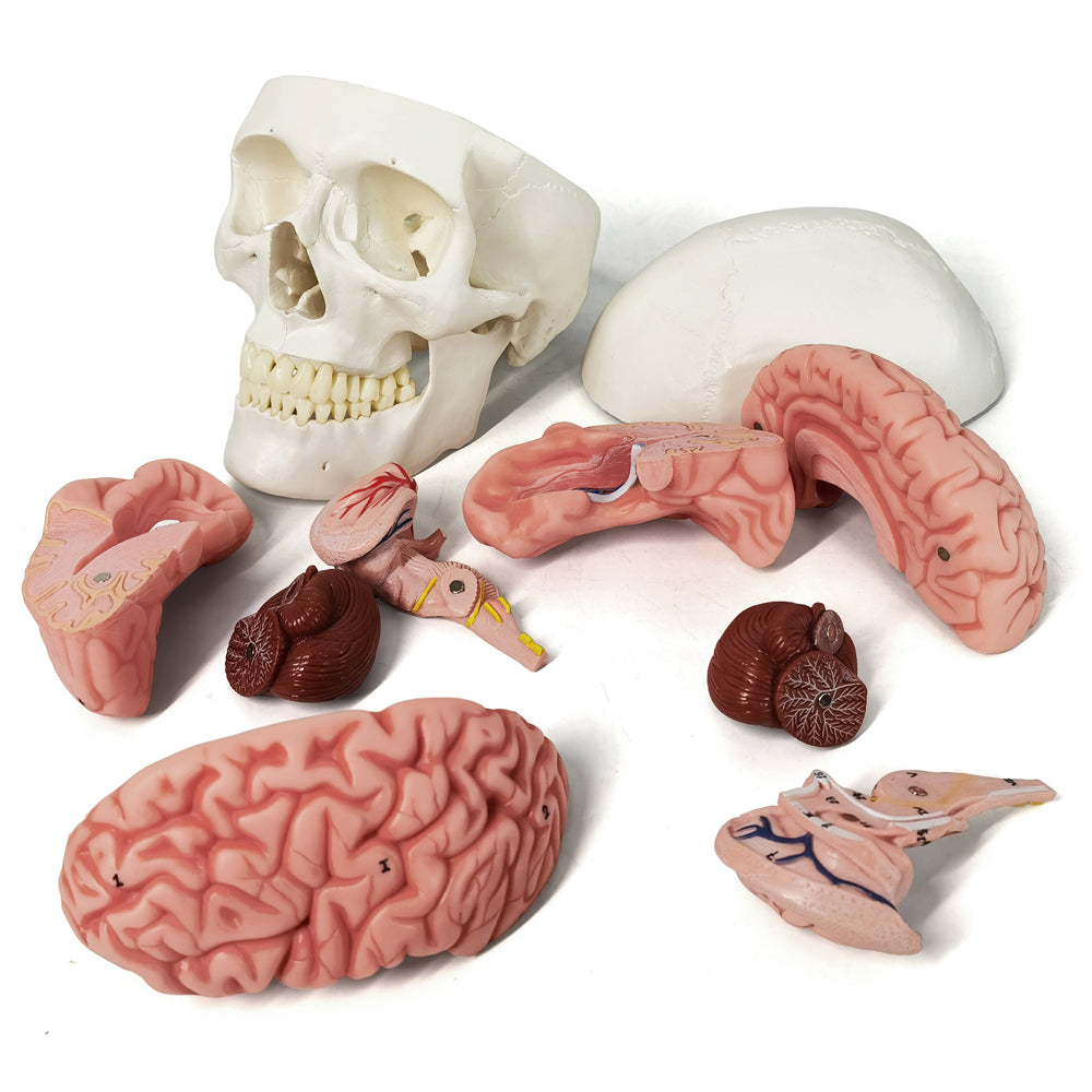 Evotech Scientific 3-Part Classic Human Skull Model with Removable 8-Part Brain