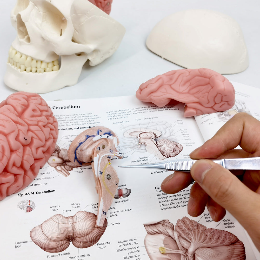 Evotech Scientific 3-Part Classic Human Skull Model with Removable 8-Part Brain