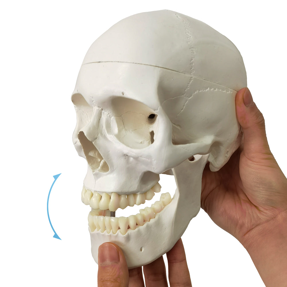 Evotech Scientific 3-Part Classic Human Skull Model with Removable 8-Part Brain