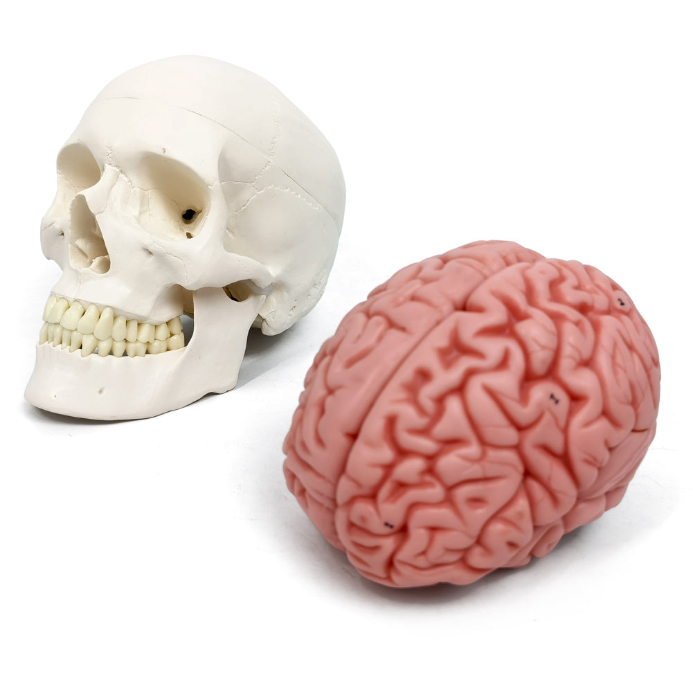 Evotech Scientific 3-Part Classic Human Skull Model with Removable 8-Part Brain
