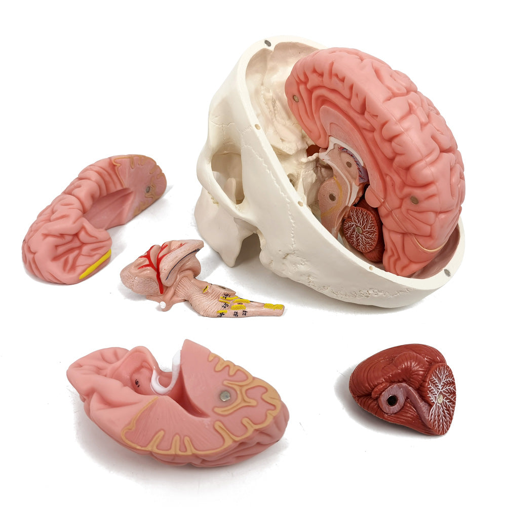 Evotech Scientific 3-Part Classic Human Skull Model with Removable 8-Part Brain