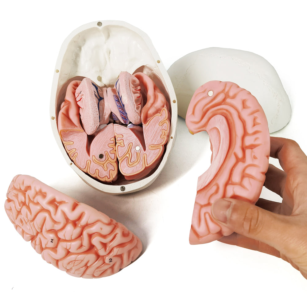 Evotech Scientific 3-Part Classic Human Skull Model with Removable 8-Part Brain