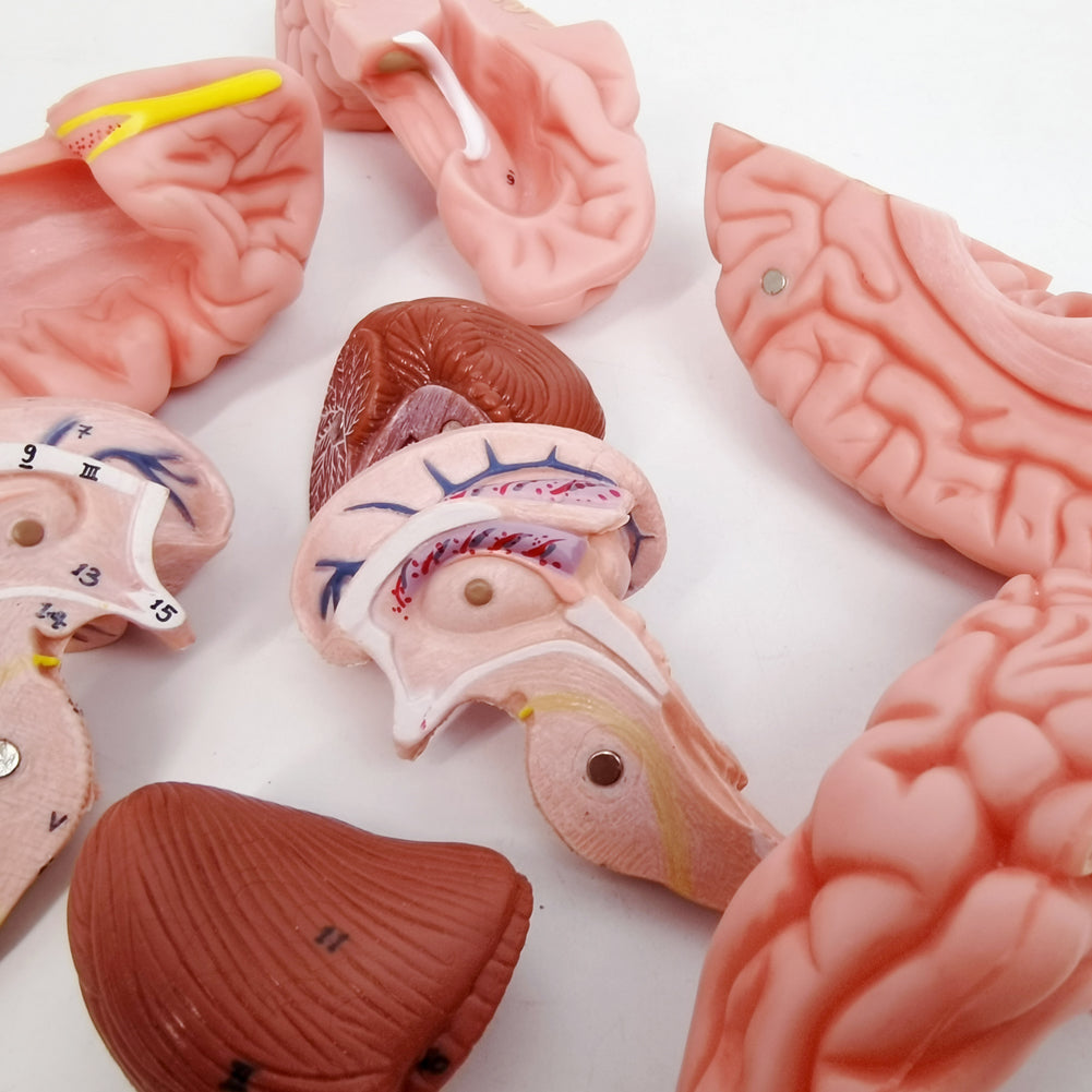 Evotech Scientific 3-Part Classic Human Skull Model with Removable 8-Part Brain