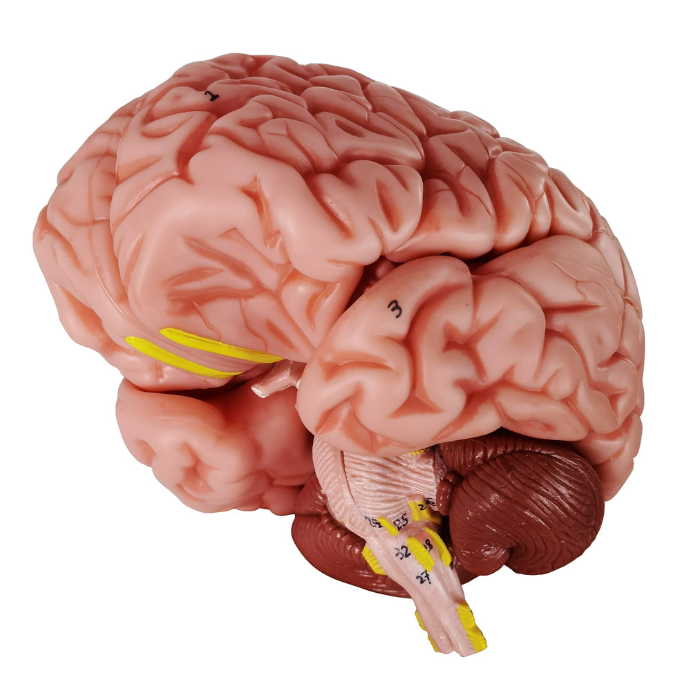 Evotech Scientific 3-Part Classic Human Skull Model with Removable 8-Part Brain