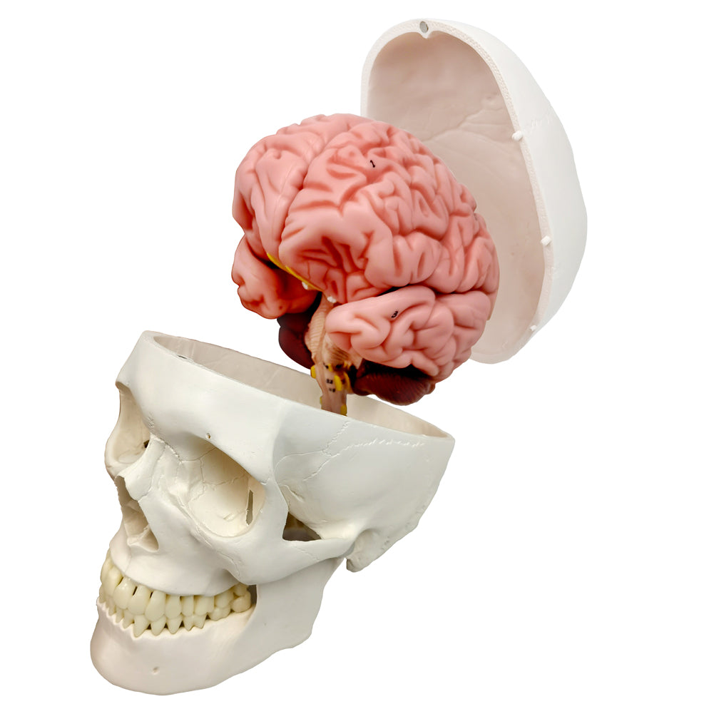 Evotech Scientific 3-Part Classic Human Skull Model with Removable 8-Part Brain